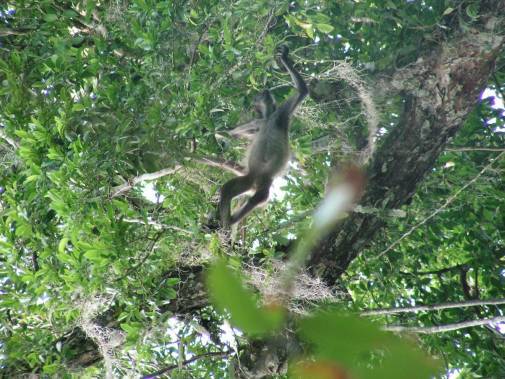 Site de Tikal, singe dans les arbres.