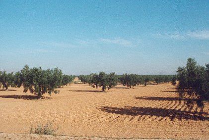 Plantation d'oliviers le long de la route.