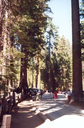 Sequoias gants.